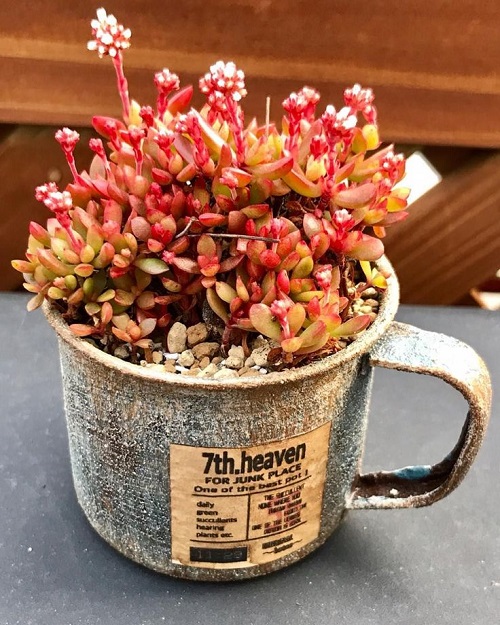 Red Color Succulent in metal cup