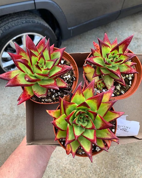 Red Color Succulent in paper box