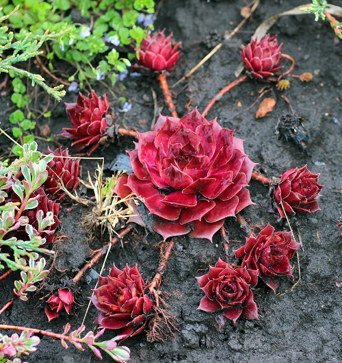  Red Color Succulent  In garden