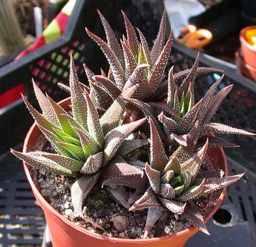 Red Color Succulent in plastic