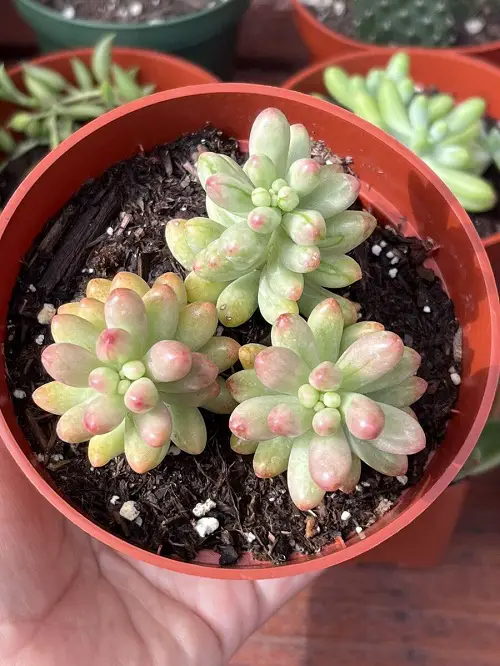 Best Round Succulents in Pot