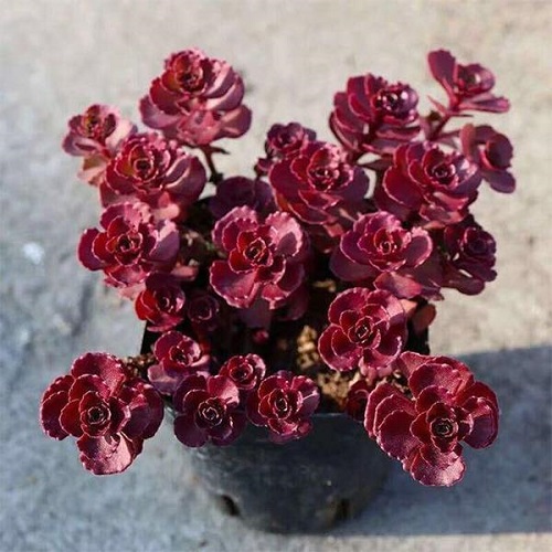  Red Color Succulent 