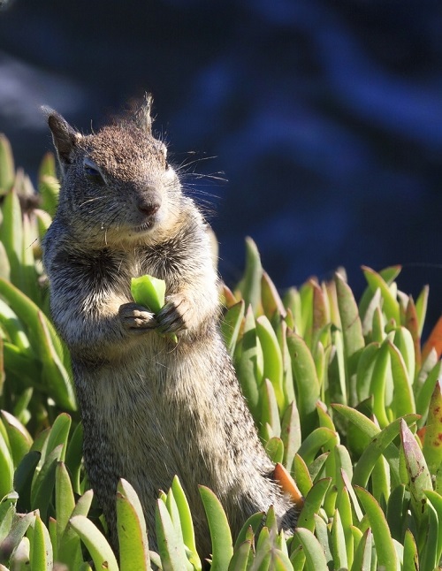 Squirrels Eat Succulents