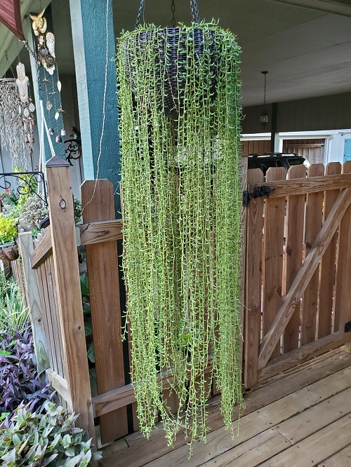 Succulents That Look Like Hair