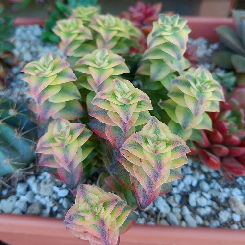colourful Succulents With Pink Tips