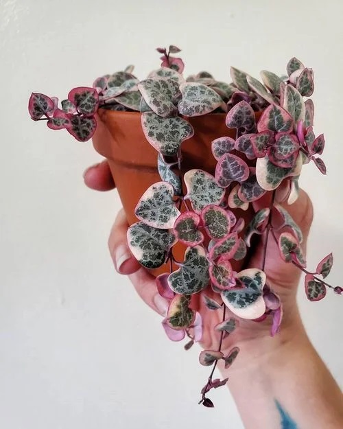 Succulents With Pink Tips on hand 