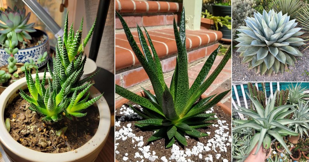 plants that look like aloe vera