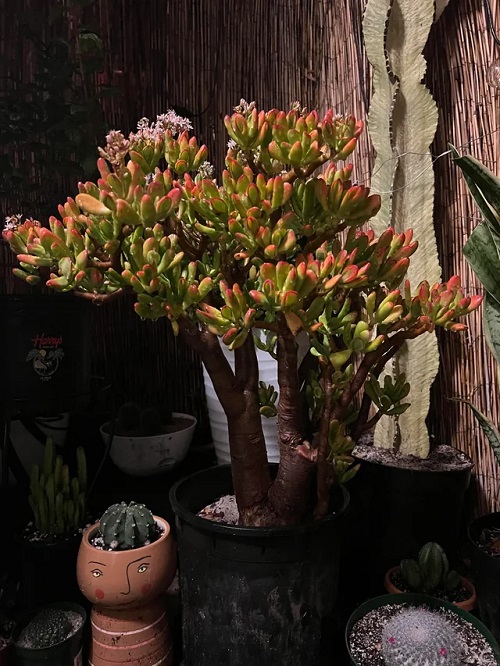 Best Succulents With Pink Tips 