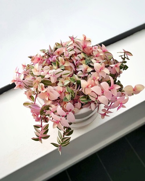 Beautiful  Succulents plant With Pink Tips 4