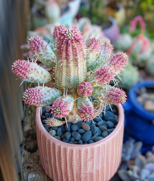 Lovely plant with pink tips that is succulent 1