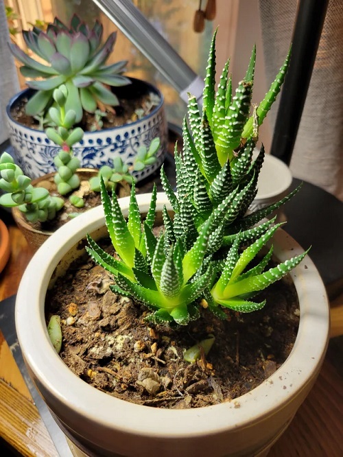 Zebra Cactus Like Aloe