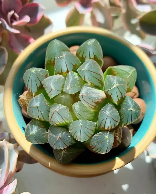 Brain Haworthia