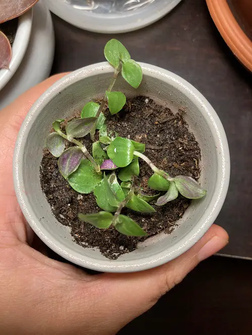 Callisia Repens Propagation