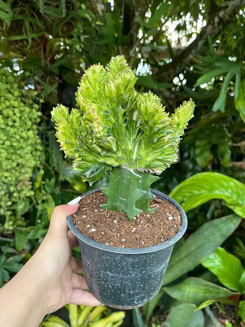 Succulents That Look Like a Brain