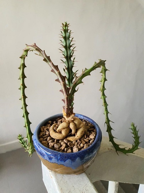 Euphorbia Knuthii  