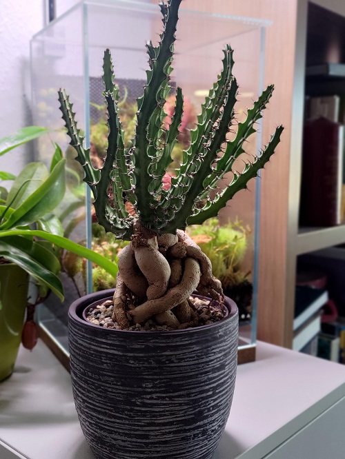 Euphorbia Knuthii Care and Growing