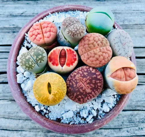 Succulent That Looks Like a Brain