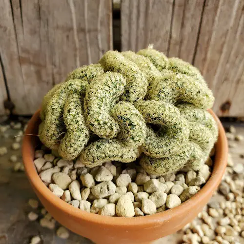 Succulents That Look Like a Brain