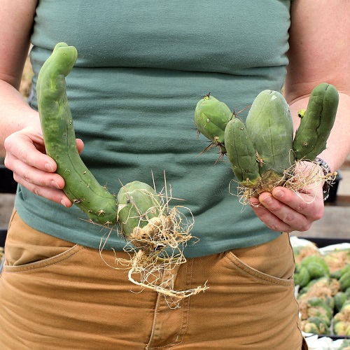 Penis Cactus Propagation