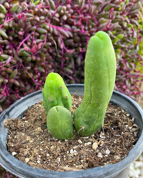 Penis Cactus in pot