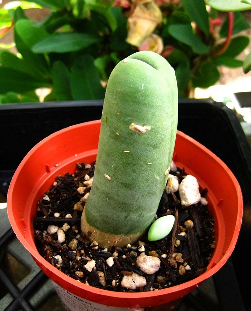 Growing Penis Cactus