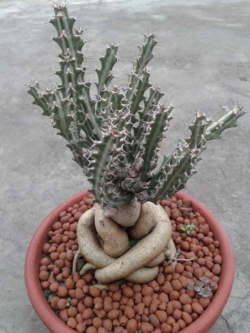 Growing Euphorbia Knuthii