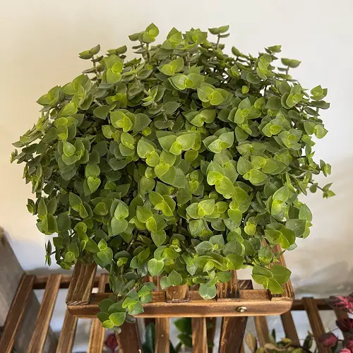 Callisia Repens in pot