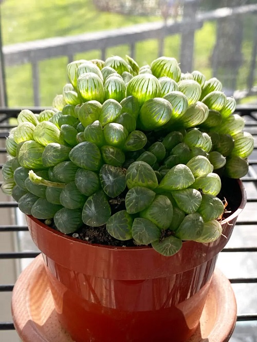 Succulents with a Slow Growth Rate 1