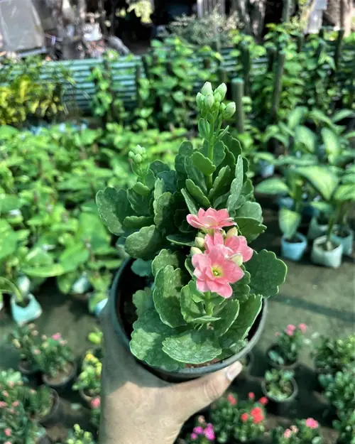 Pink Kalanchoe