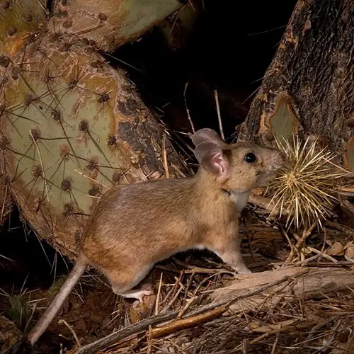 Do Rats Eat Succulents