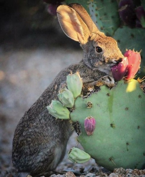Do Rabbits Eat Succulents