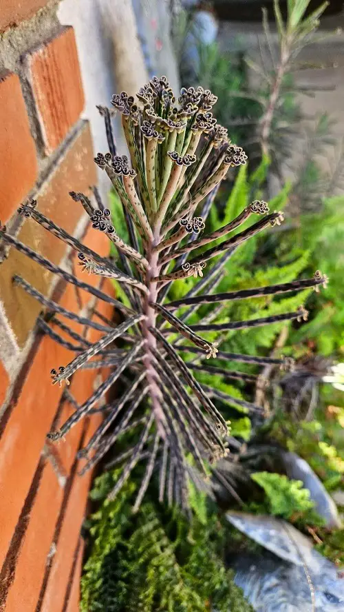 Mother of Thousands Varieties 2