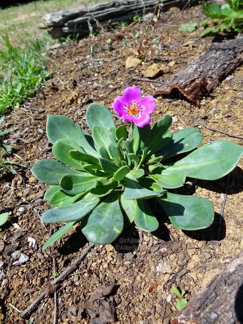 Succulents With Pink Flowers