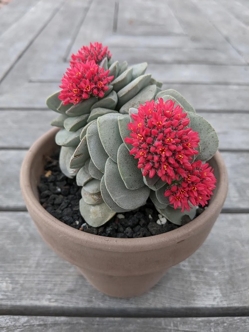 Crassula Morgan’s Beauty With Pink Flowers 