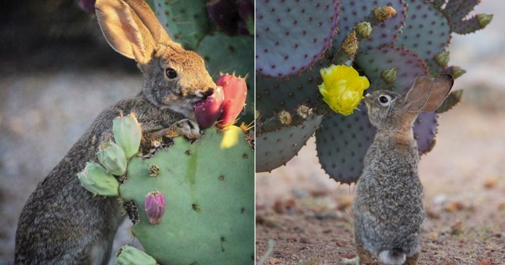 Do Rabbits Eat Succulents? Succulent Garden 