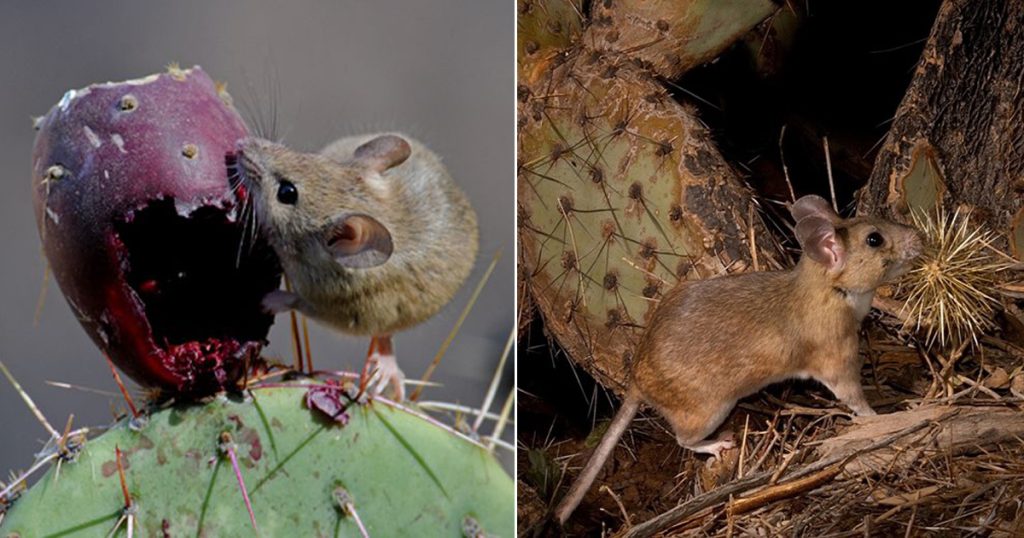 Do Rats Eat Succulents? - Succulent Garden Web