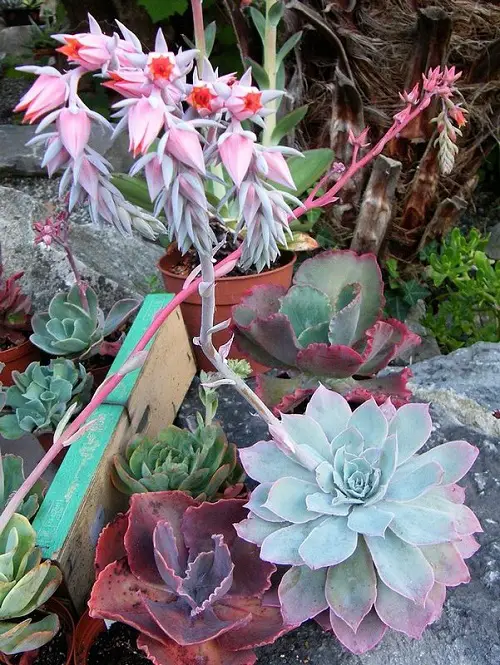 Pinky Echeveria