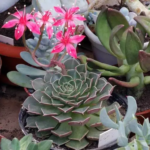 Echeveria Violet Queen Pink Flowers 