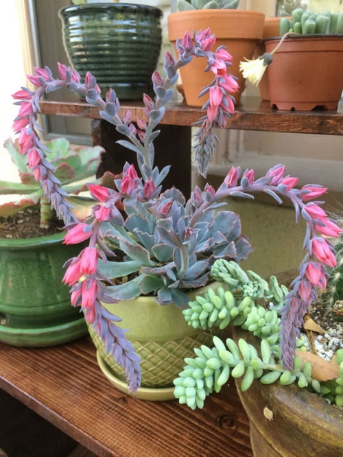 Succulents With Pink Flowers
