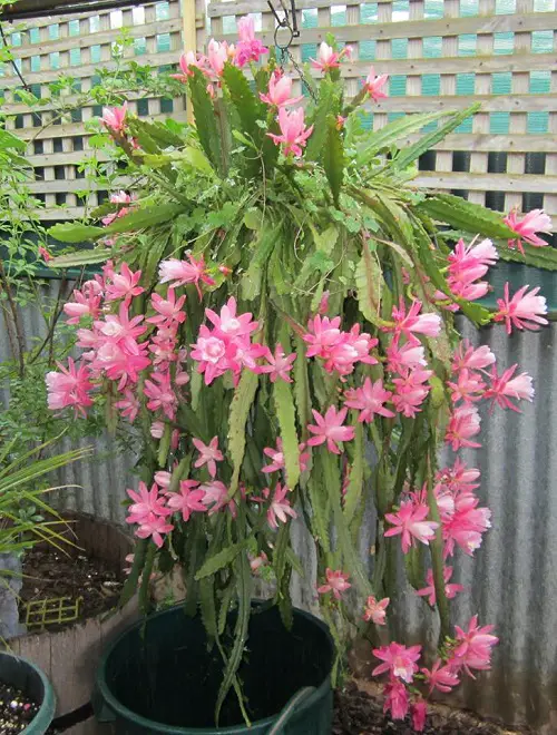 Epiphyllum oxypetalum Succulents 