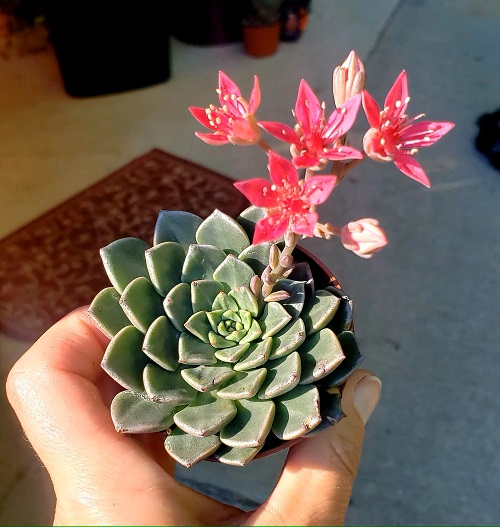Succulents With Pink Flowers 