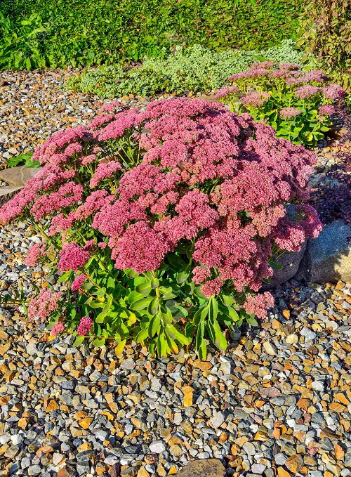 Autumn Joy' Stonecrop