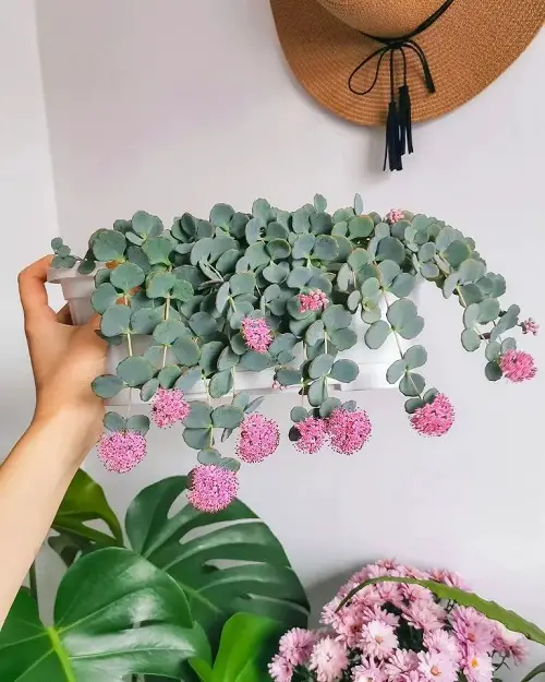 Succulents With Pink Flowers