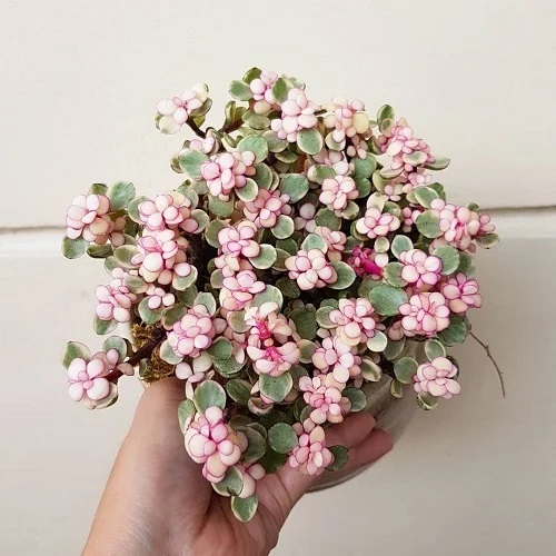 Crassula ovata With Pink Flowers 