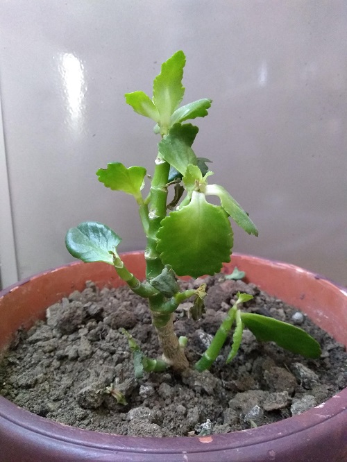 Kalanchoe plant is dropping leaves