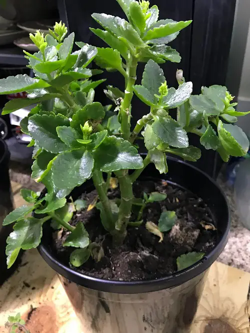 Kalanchoe Leaves Falling Off