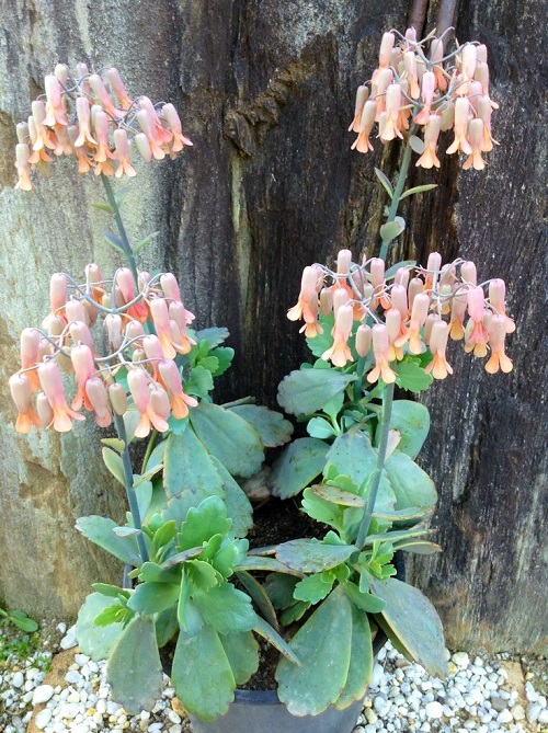 Kalanchoe fedtschenkoi Succulents With Pink Flowers 