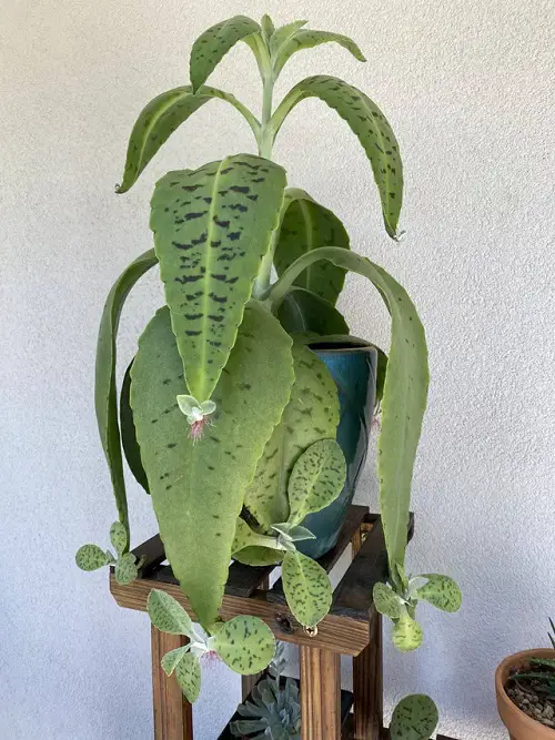 Bryophyllum gastonis-bonnieri in pot