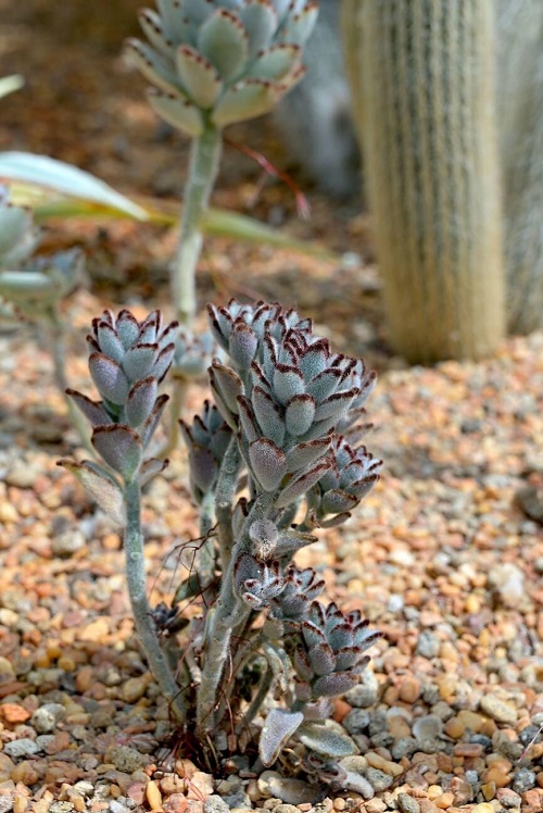 Bryophyllum tomentosum in garden