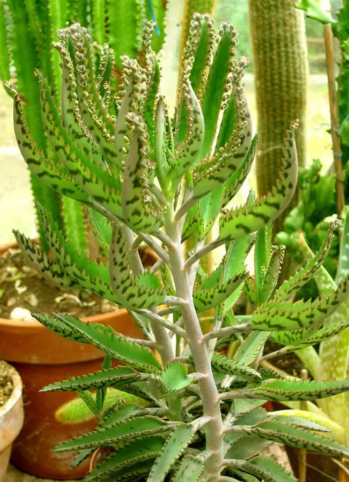 Mother of Thousands Plant Varieties 1